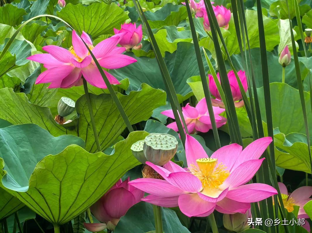 不是迷信，明日六月十五，最不能做的五件事，别忘了告诉家人
 
春有百花，秋有月，