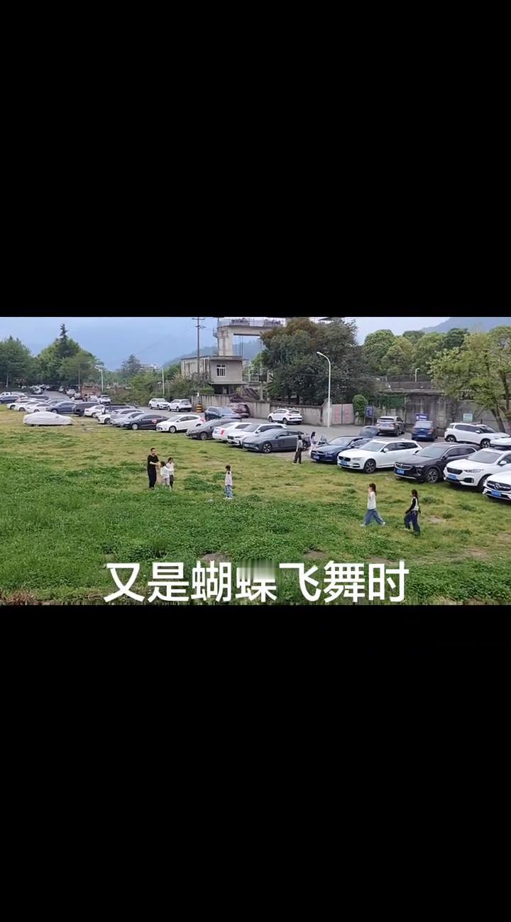 又是蝴蝶飞舞时。