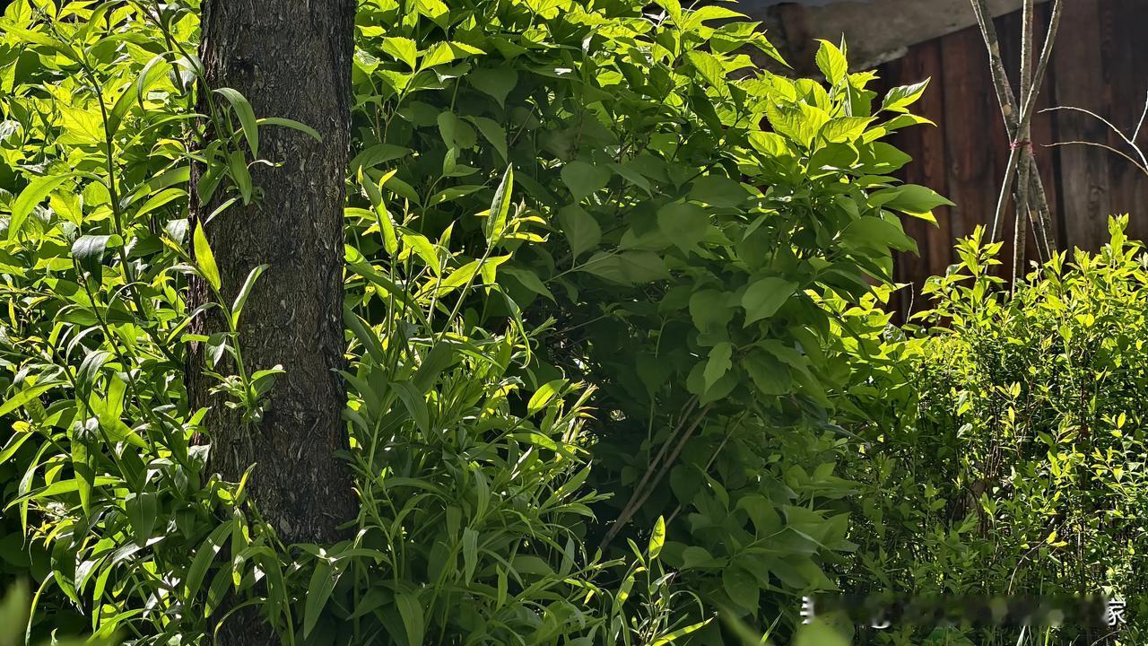 湖光潋滟处，绿树成荫时。