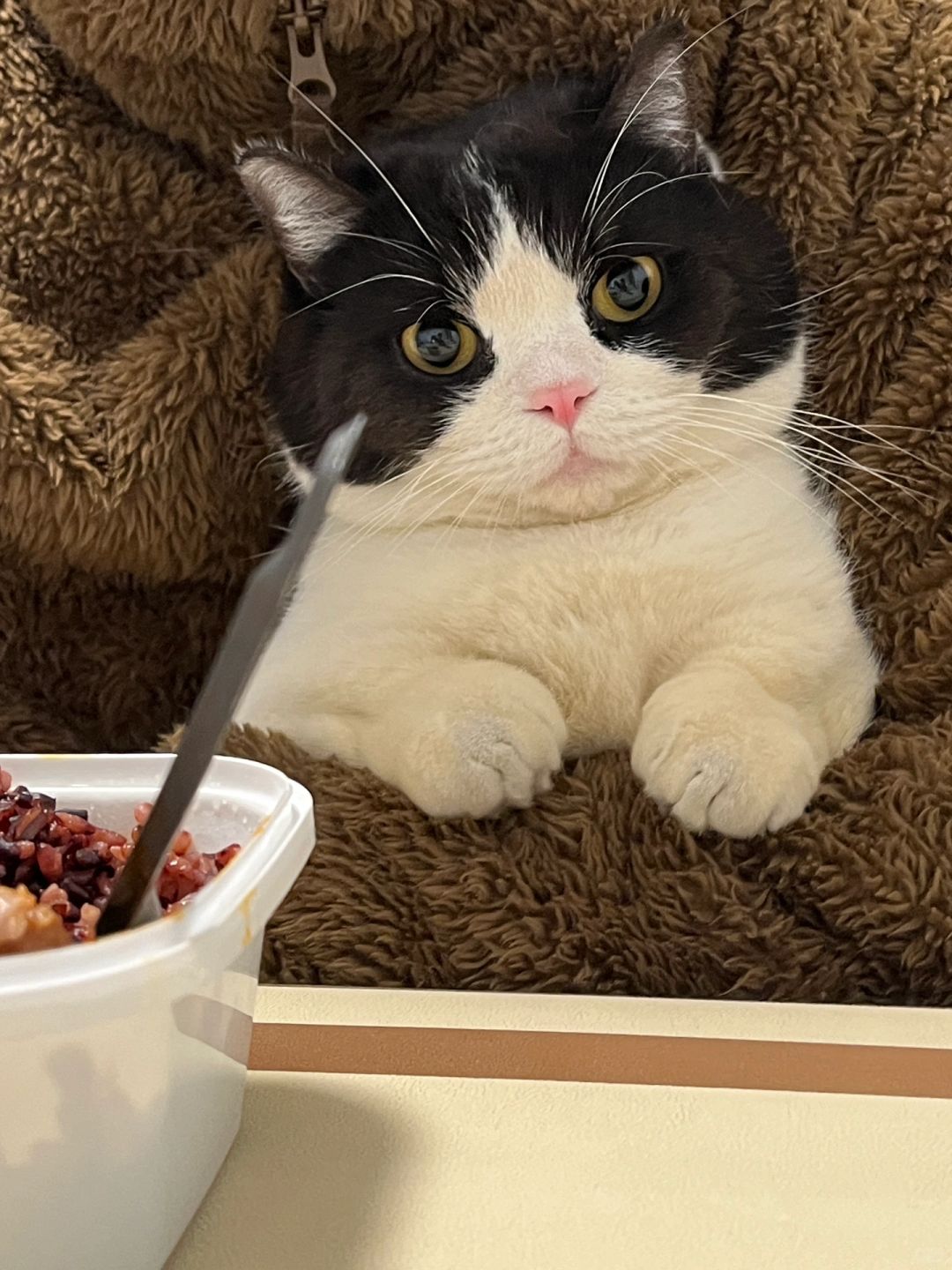 (´･ω･`)小熊熊