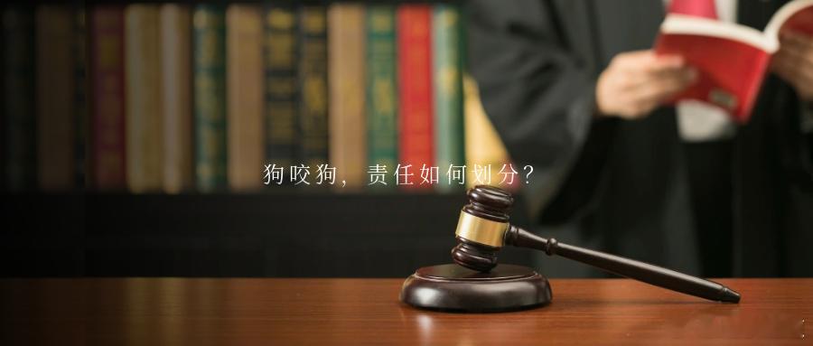 狗咬狗，责任如何划分？牵绳正常行走的宠物犬，被未牵绳的禁养犬撕咬致死，饲养禁养犬
