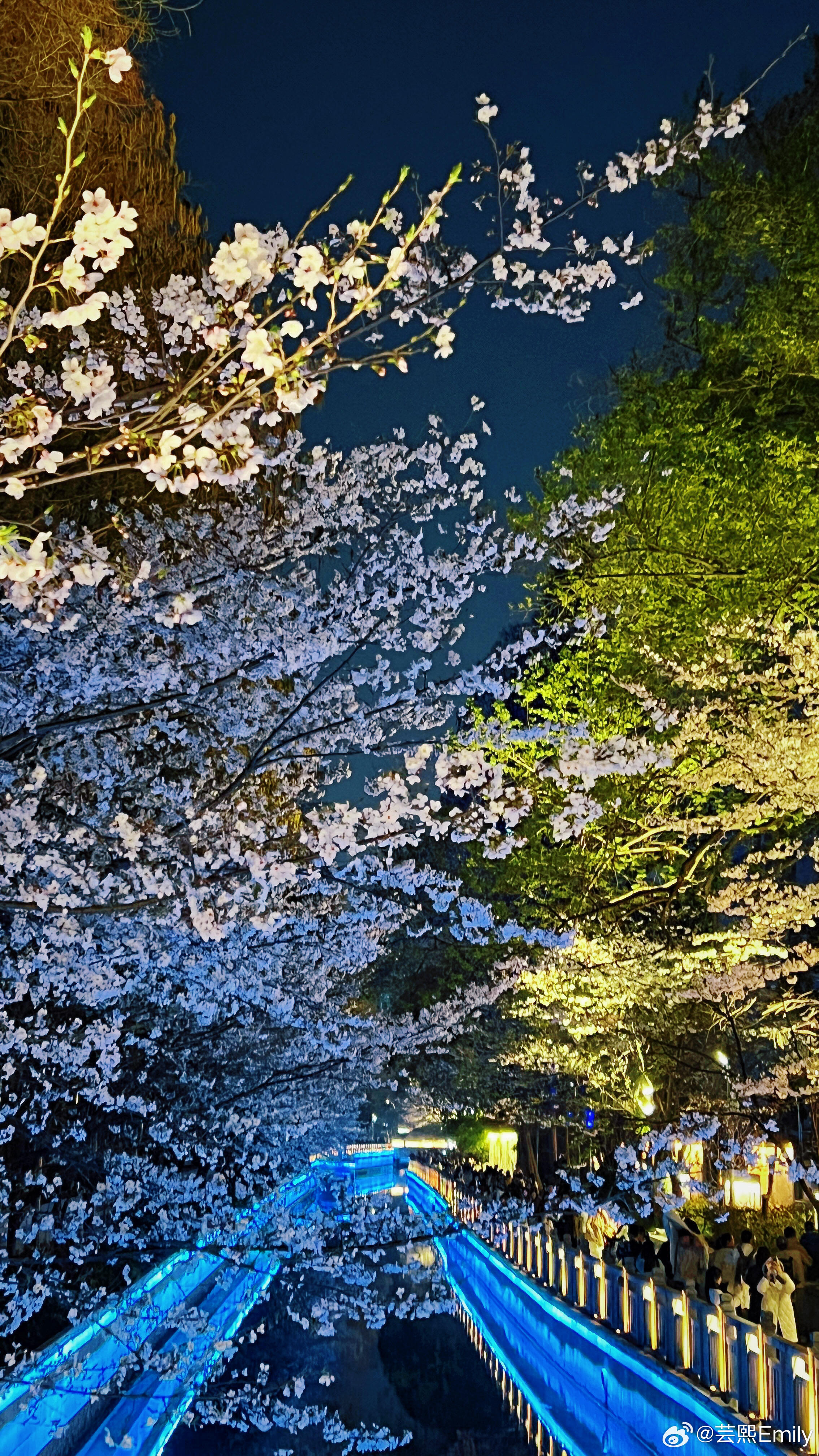 珍珠河和鸡鸣寺的樱花都开了，来赴一场樱花之约吧！ 
