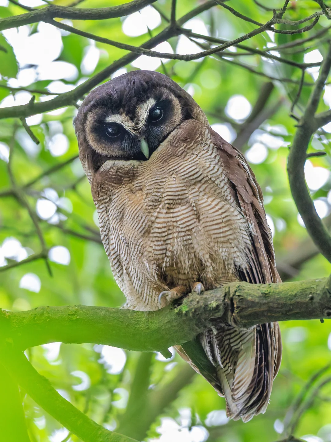 总算拍到了硬控我多年的褐林鸮