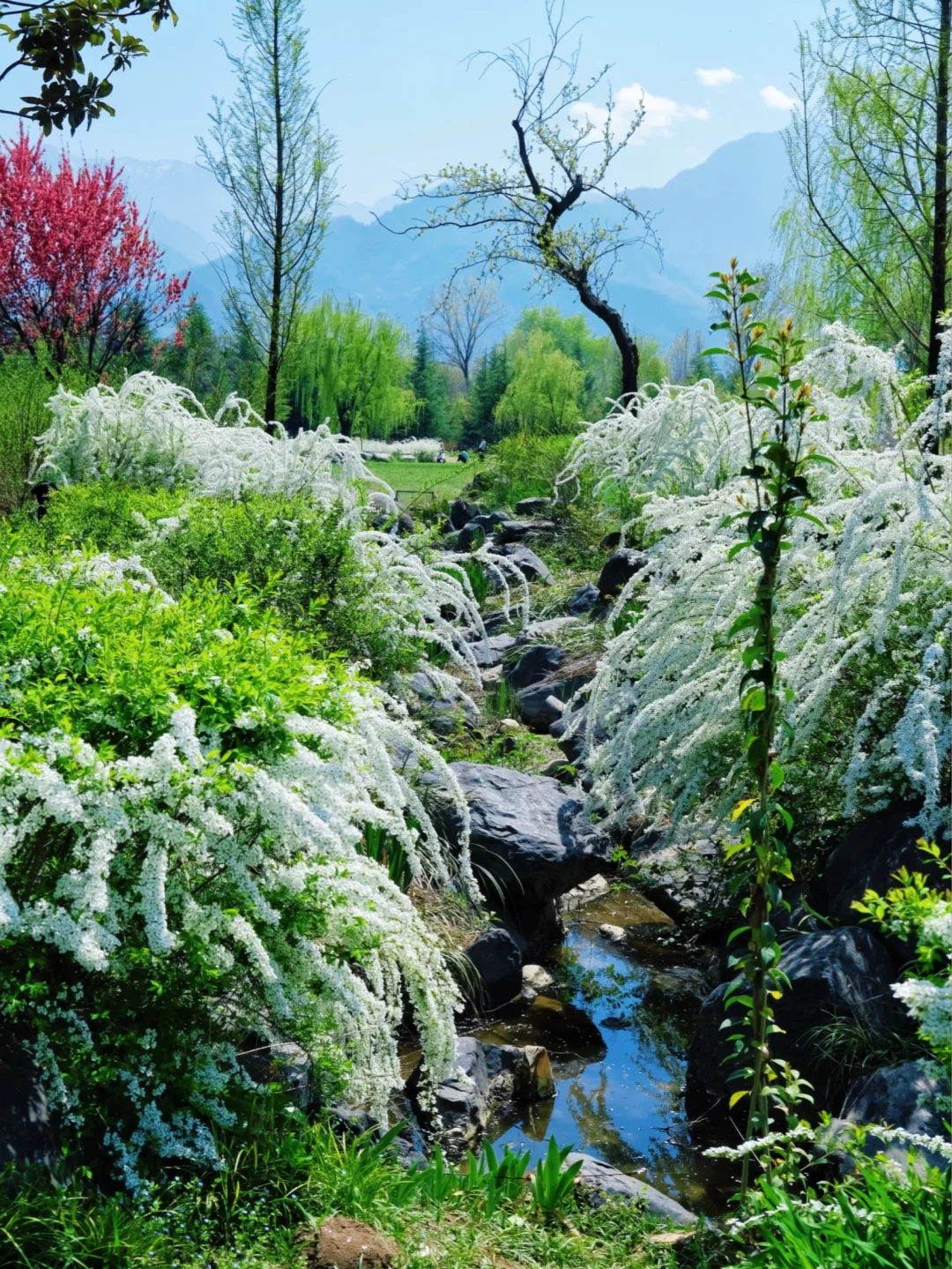 秦岭山下的花海，是人间仙境（雪柳，垂樱，绣球