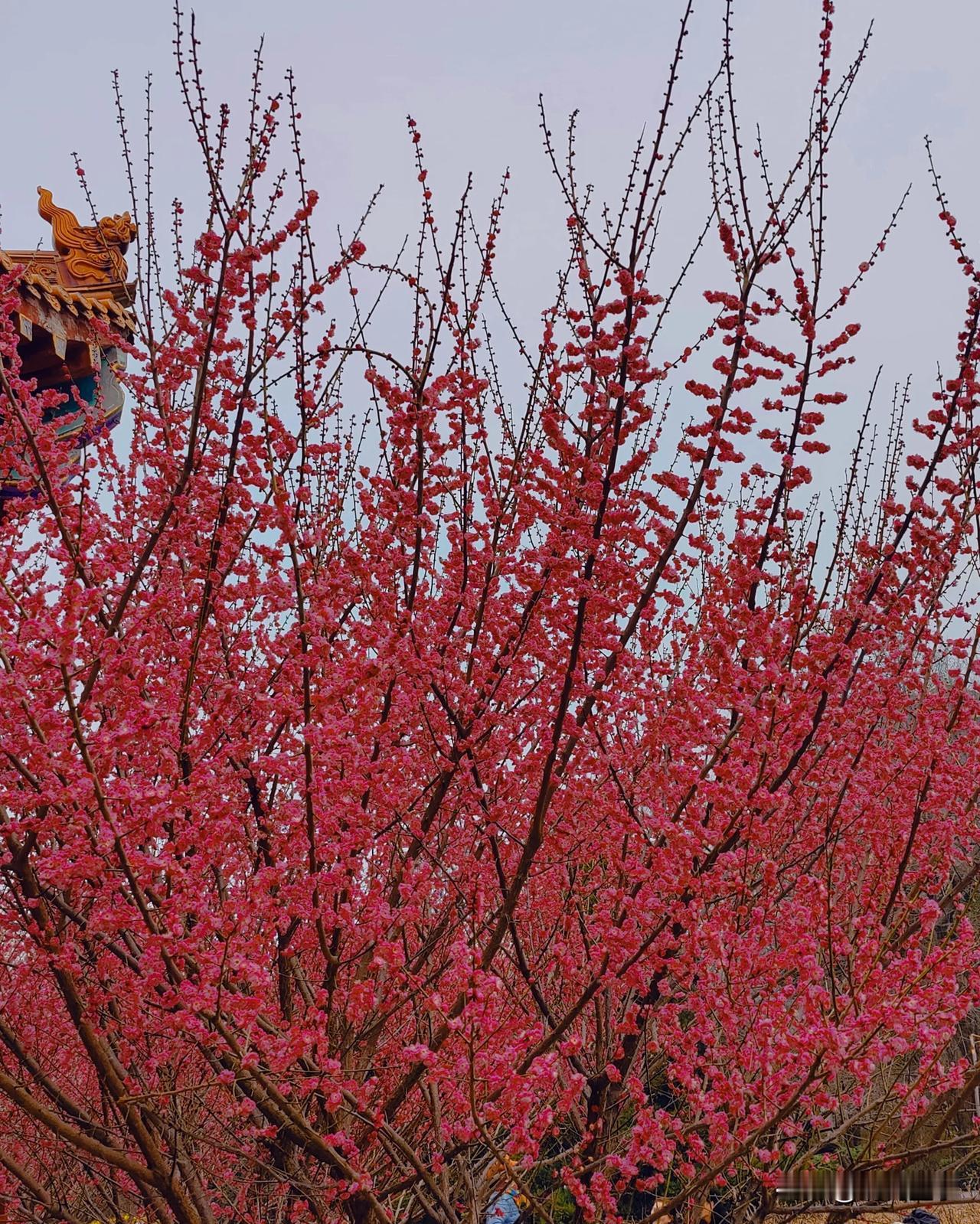 习惯成自然！

我家先生，习惯把收拾好的垃圾，用包装袋装好，放到大门外面，出门的