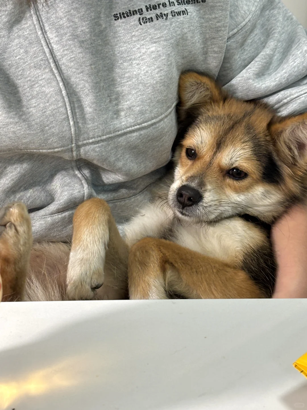 楼下的猫粮和楼上的鸡胸肉都是我的