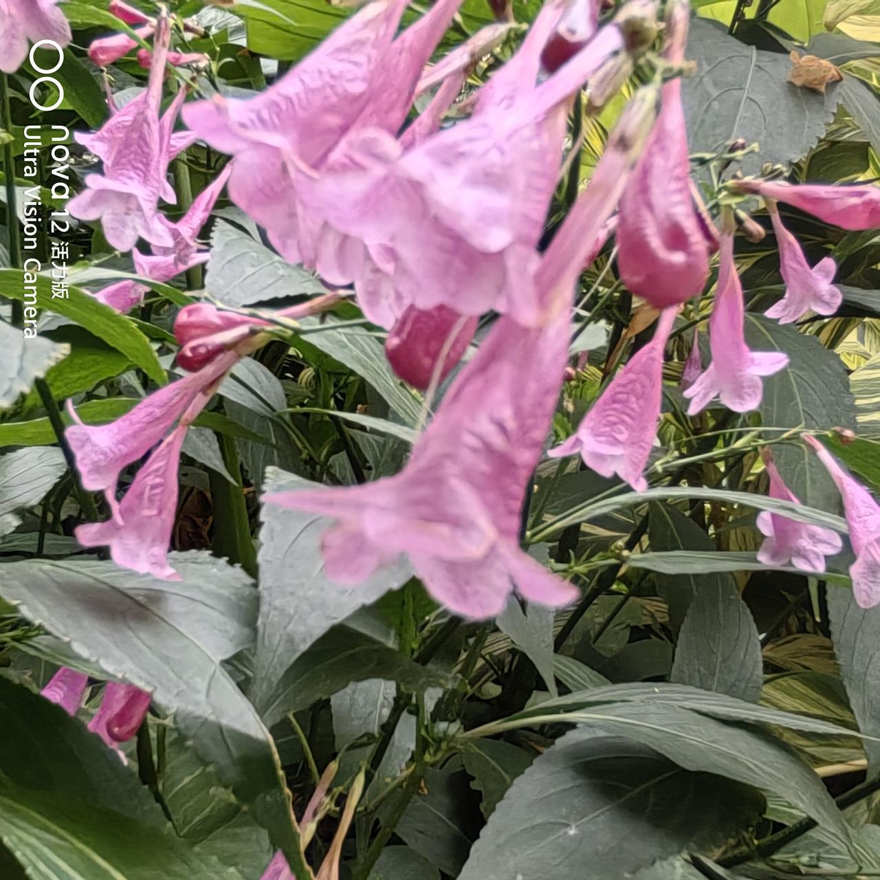 山不在高，有仙则名

今天送东西去医院给陈老师，一个人顺道去人民公园看看，只看了