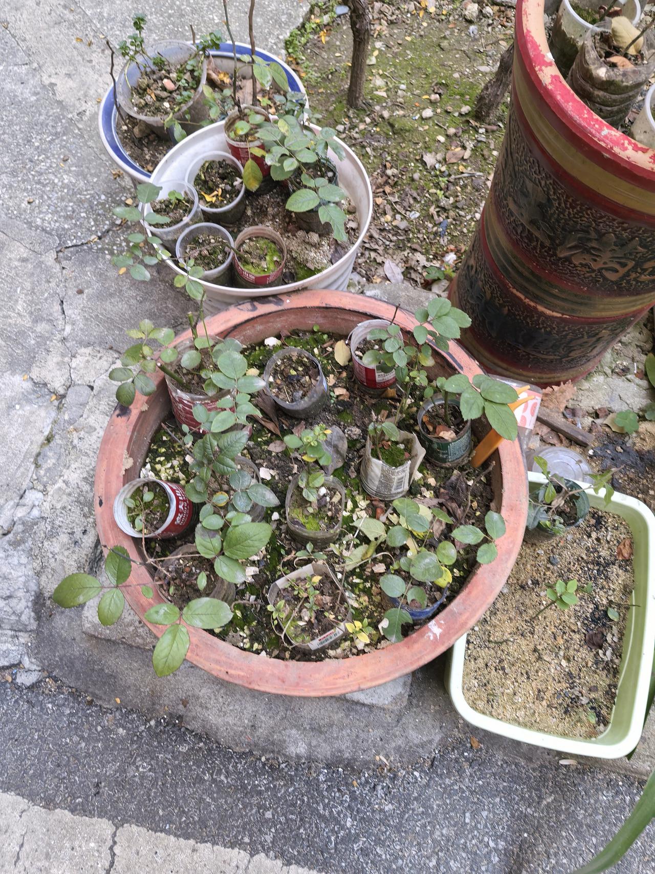 我没有多看，也没有回头，一来时间紧迫，二来也不想凑热闹，再则也真是不愿看到那个场