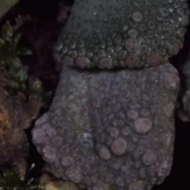 铁甲玉（花岗石天女影）番杏科超冷门多肉花，叶片酷似碎石岩石，冬季开出明黄色小花。