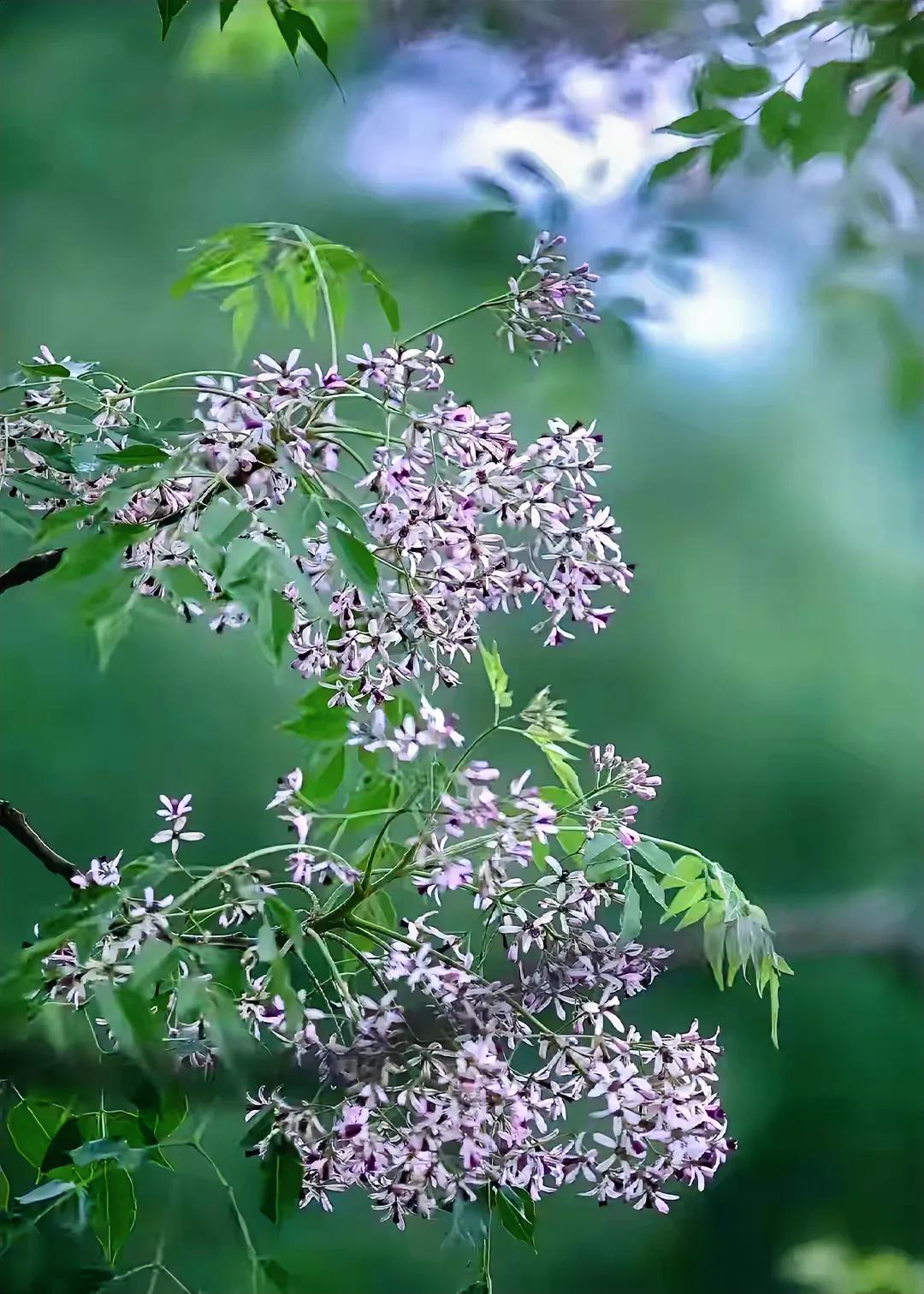 网上看到苦楝花图片，拍得极美。
这是小时候的回忆，一片楝紫小碎花，安宁，美好。