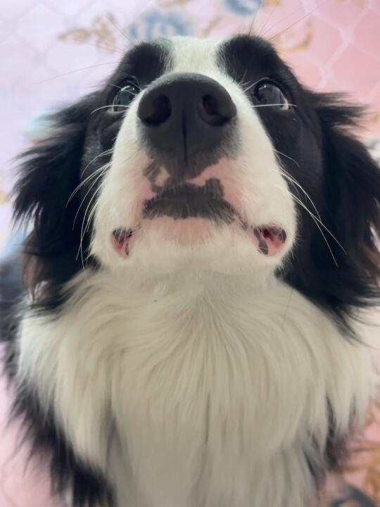 拜托请和小狗啵啵🥺