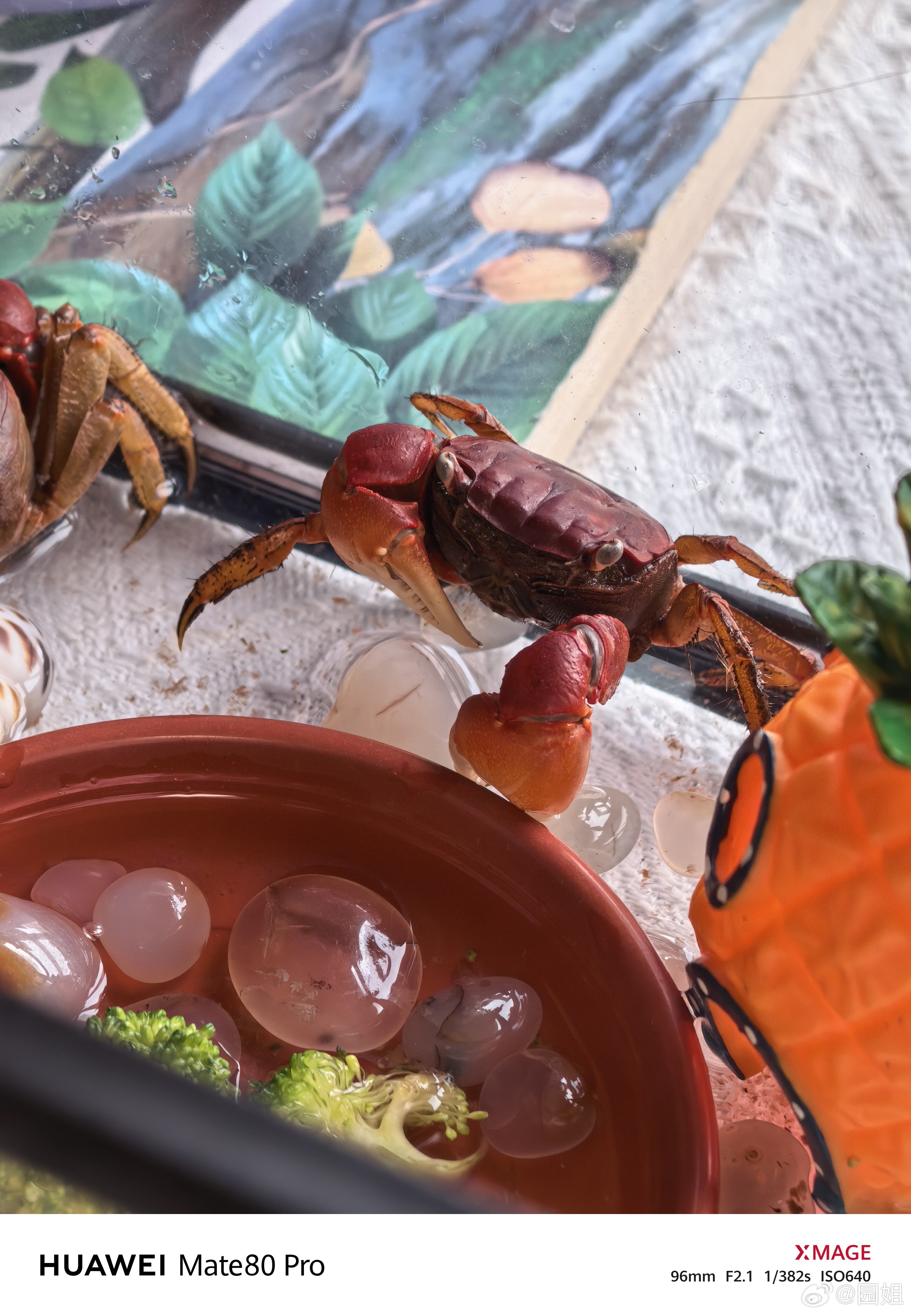 养了几只小螃蟹，等他们长大了就蒸了吃