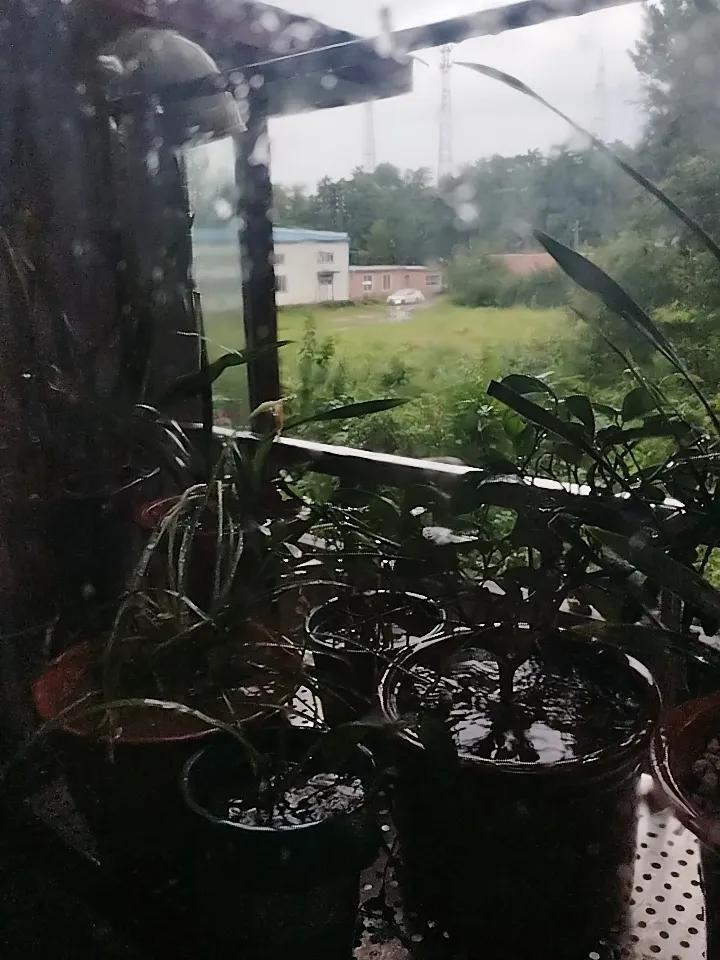 终于出伏了！

刚刚来了一场大雨，早晨6点多还是闷热难耐呢，我还想:这也出伏了啊