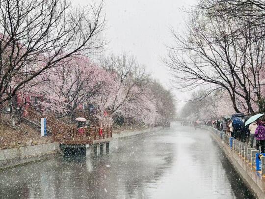 北京下雪了，看完雪窝在沙发里看这些书，绝配