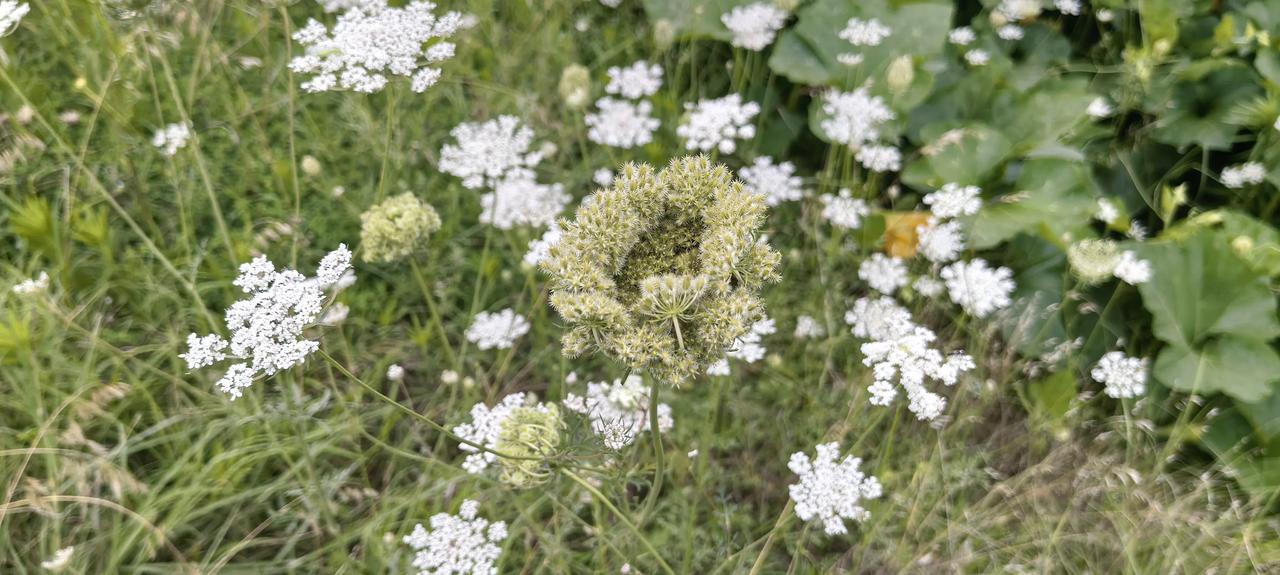 陌上伞花——藏于乡野的蛇床花
旷野的风掠过青草地，细碎洁白的小花攒成一柄柄玲珑伞