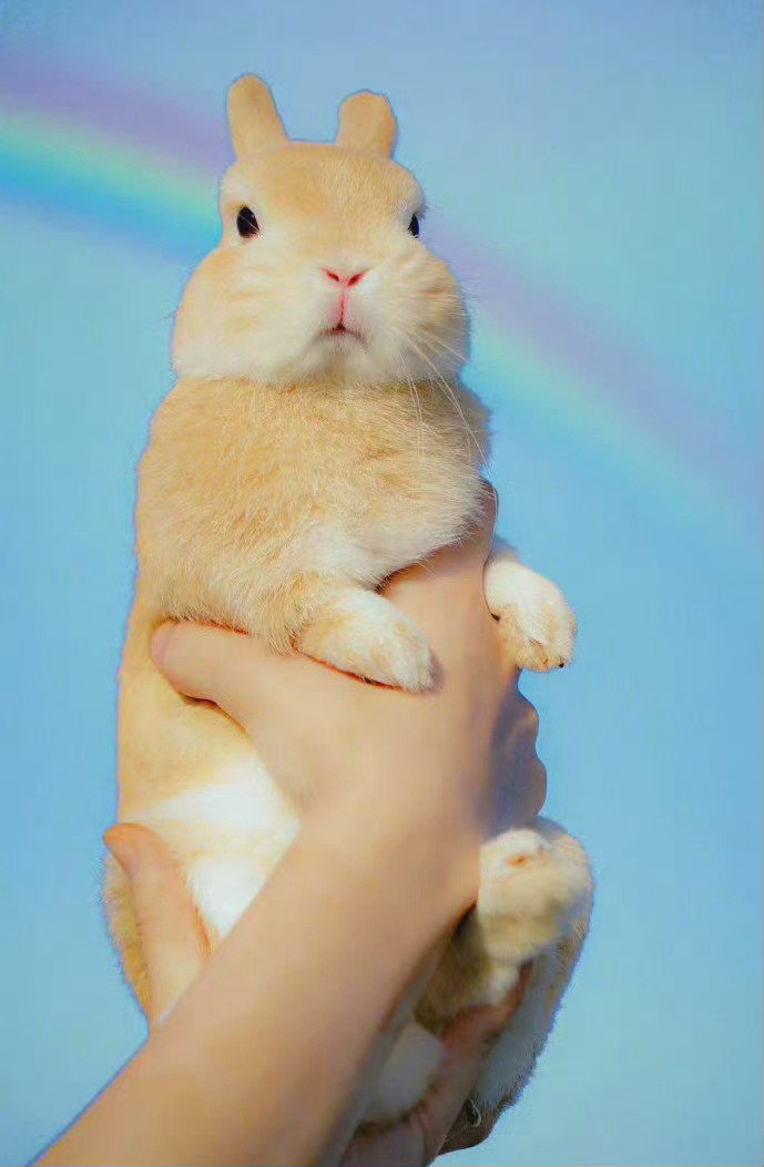 建议你们都转一下这只彩虹幸运兔，是真的灵，好运必来🙏 