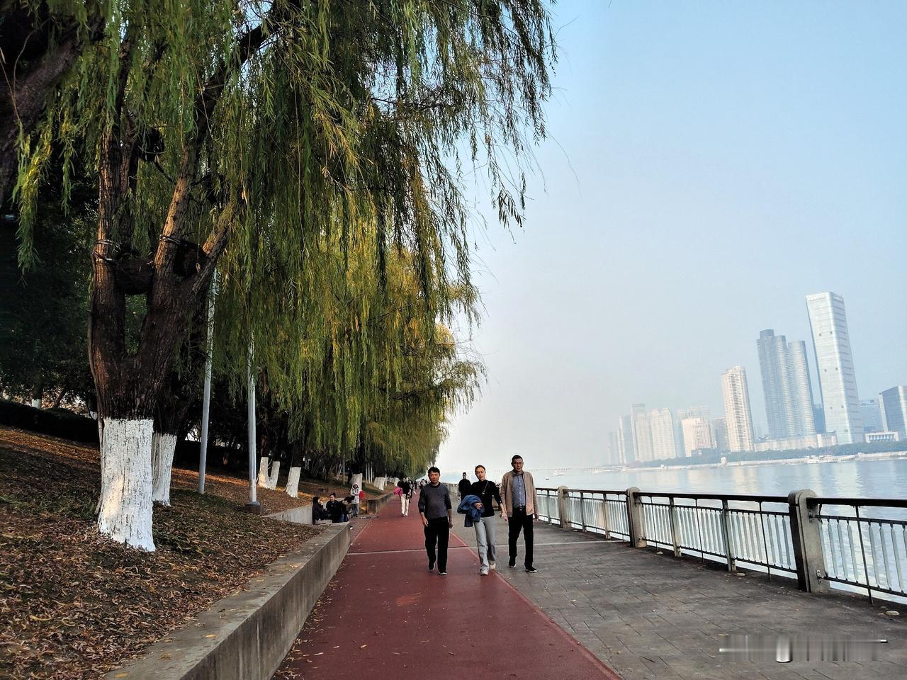 柳条绿油春天至。