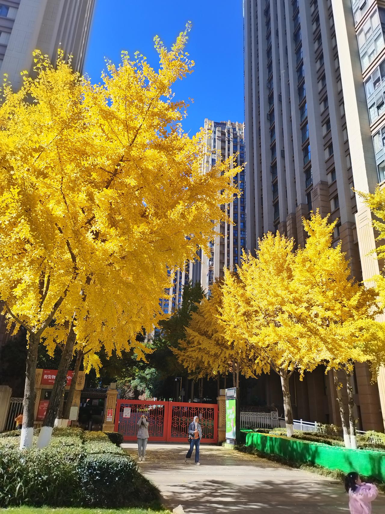 ​深根蟠古峡，香叶寄云端。银杏披金，秋天才算真的来了✨