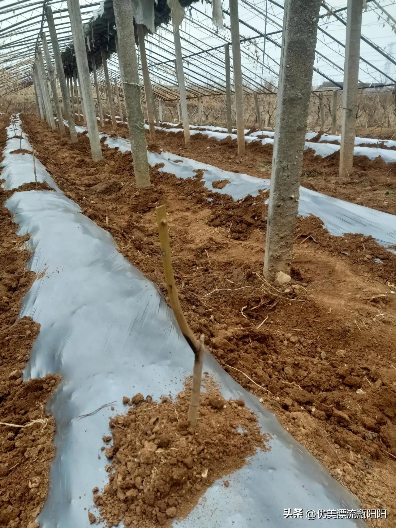 春日生活打卡季今天和老爸老妈去大棚栽桃树，更换新品种，春植希望，收获满满！