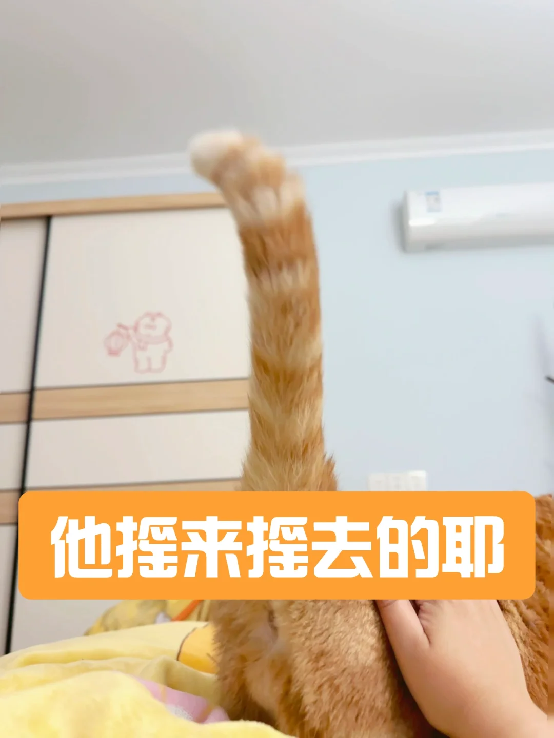 看吧，猫尾巴骗不了人滴