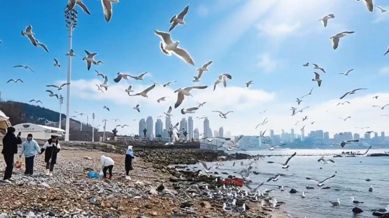 🌊冬天的大海原来这么治愈！整个海仿佛都属于自己，海鸥多到会“欺负”人——稍不注