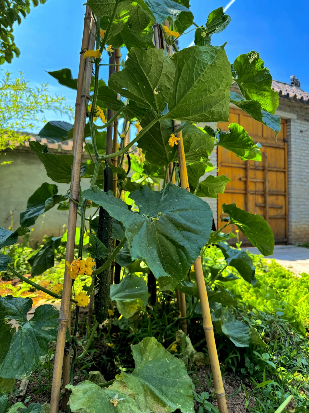 黄帝内经：女子保护能量场是大补🌳（修心篇）
