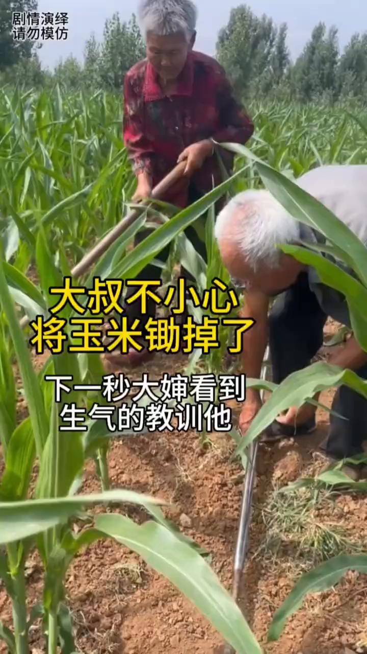 夫妻两个在地干农活，这时大叔不小心把玉米锄掉了，于是他赶紧将玉米埋土里。这时大婶