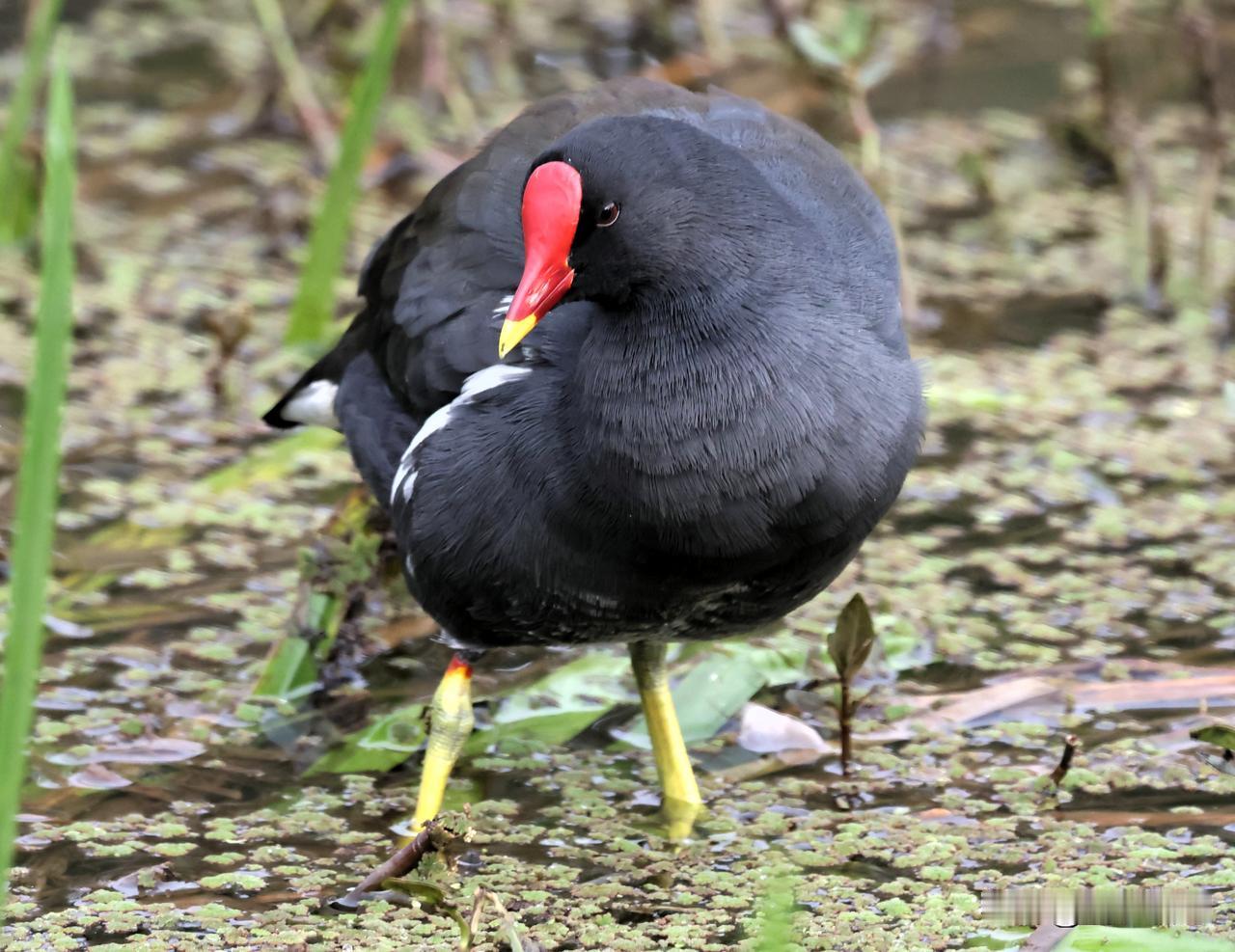 叫我黑美人吧！
有点黑，又有点胖！
咱黑水鸡照样靓！分享你拍到的鸟类 滇池周边有