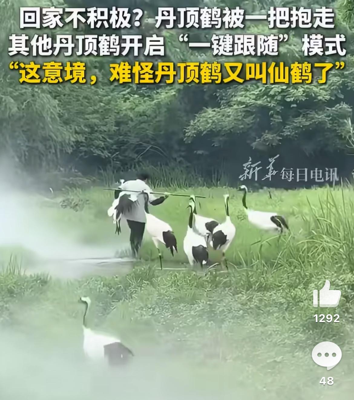 浙江有个园区的丹顶鹤视频最近可太火了，刷到的人估计都忍不住反复看两三遍。就是到了