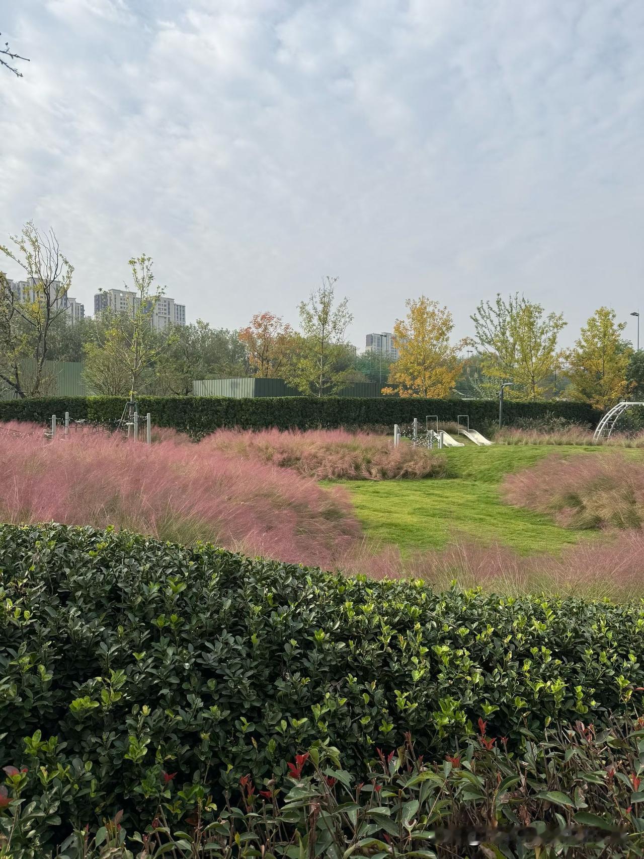 周末睡到自然醒，一睁眼，天儿透亮透亮的！拽上家人扎进这公园，一眼就撞进粉雾雾的草