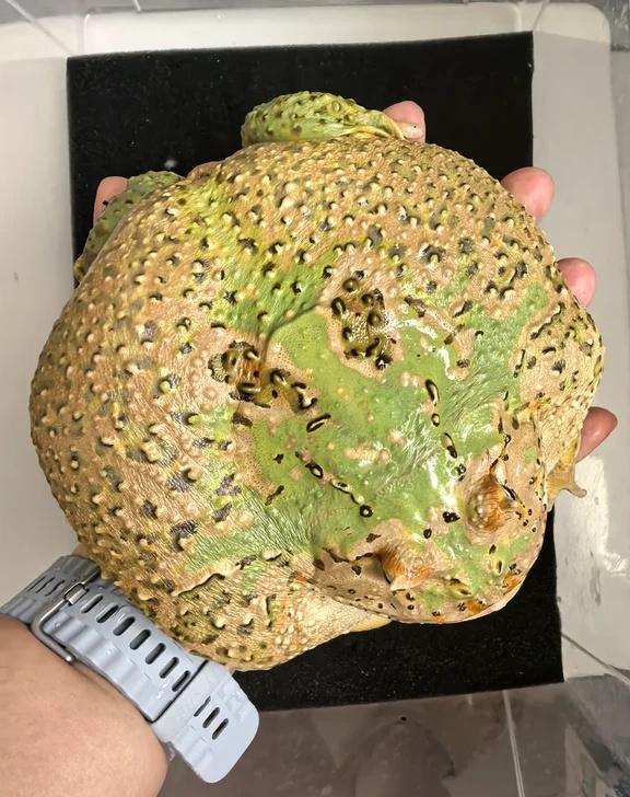 洗个抹茶大面包
今日份洗蛙。洗蛙 角蛙饲养 听取蛙声一片 角蛙 青蛙