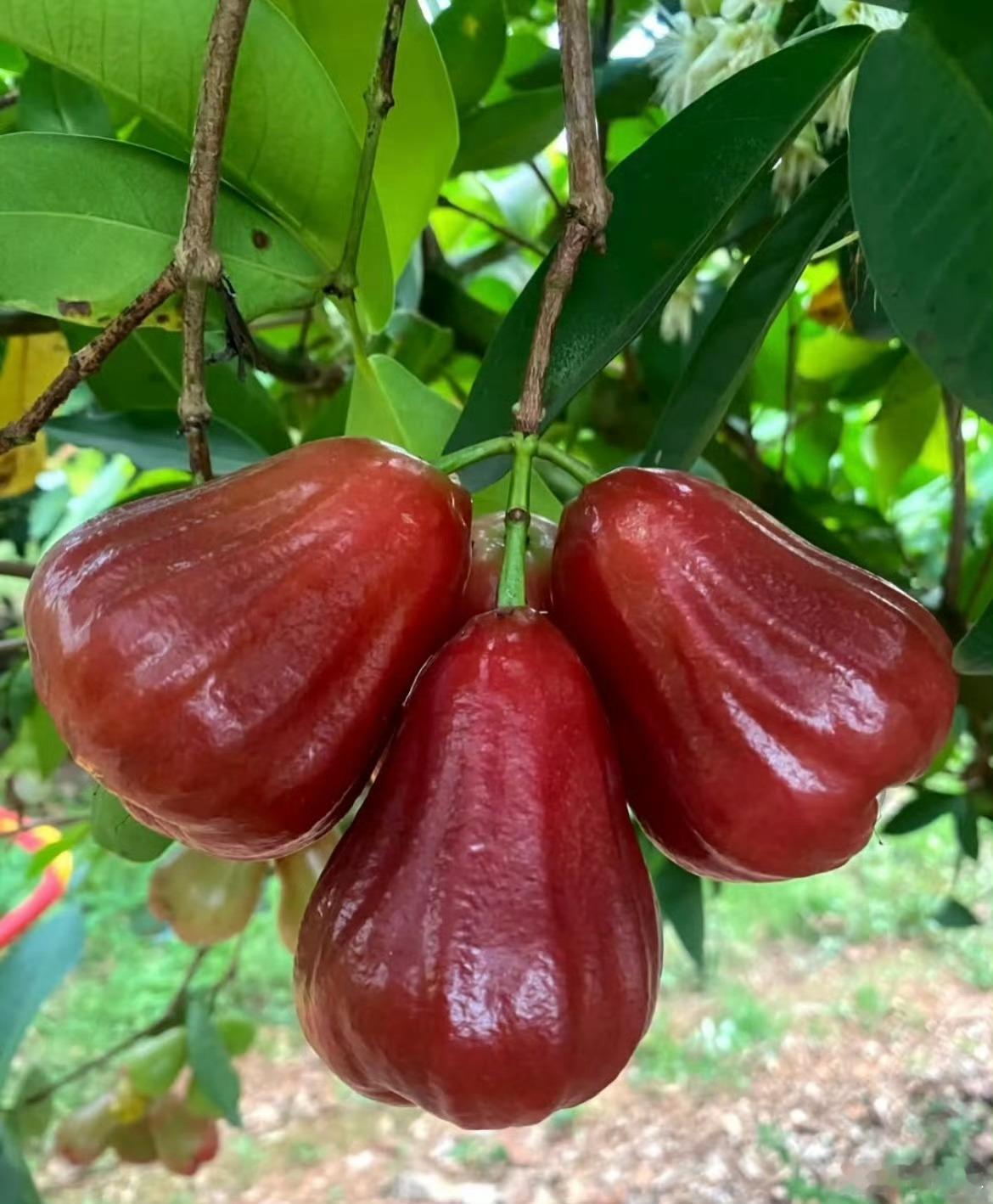 很火但难吃的水果我觉得莲雾当排首位，长的好看，看着也很好吃，但就是吃起来真难吃