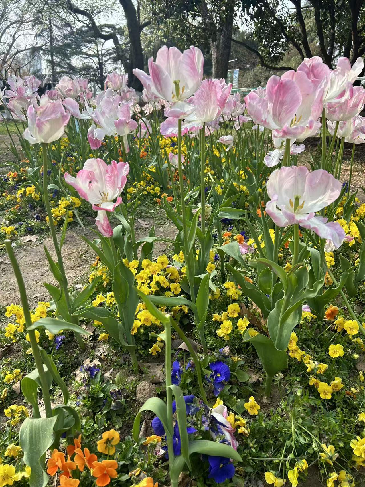 我最近随拍的照片是一个多品种的陏金香照片，没有刻意P图，让照片呈现出来原来的样子