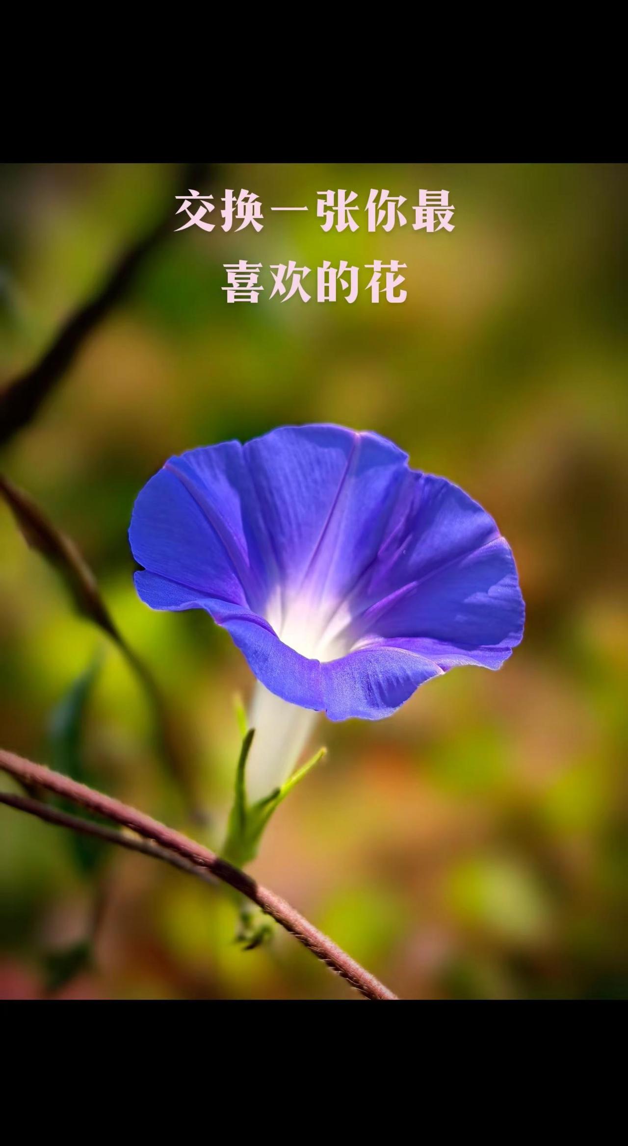 一抹幽蓝，足以心动。分享一下你最近拍的最喜欢的那朵花。真实生活分享计划 拍花也是
