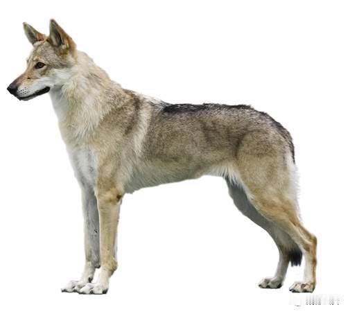 烈性犬咬死女童，被无公害处理，狗主人获刑三年缓刑四年，赔偿25万元

最让人不寒