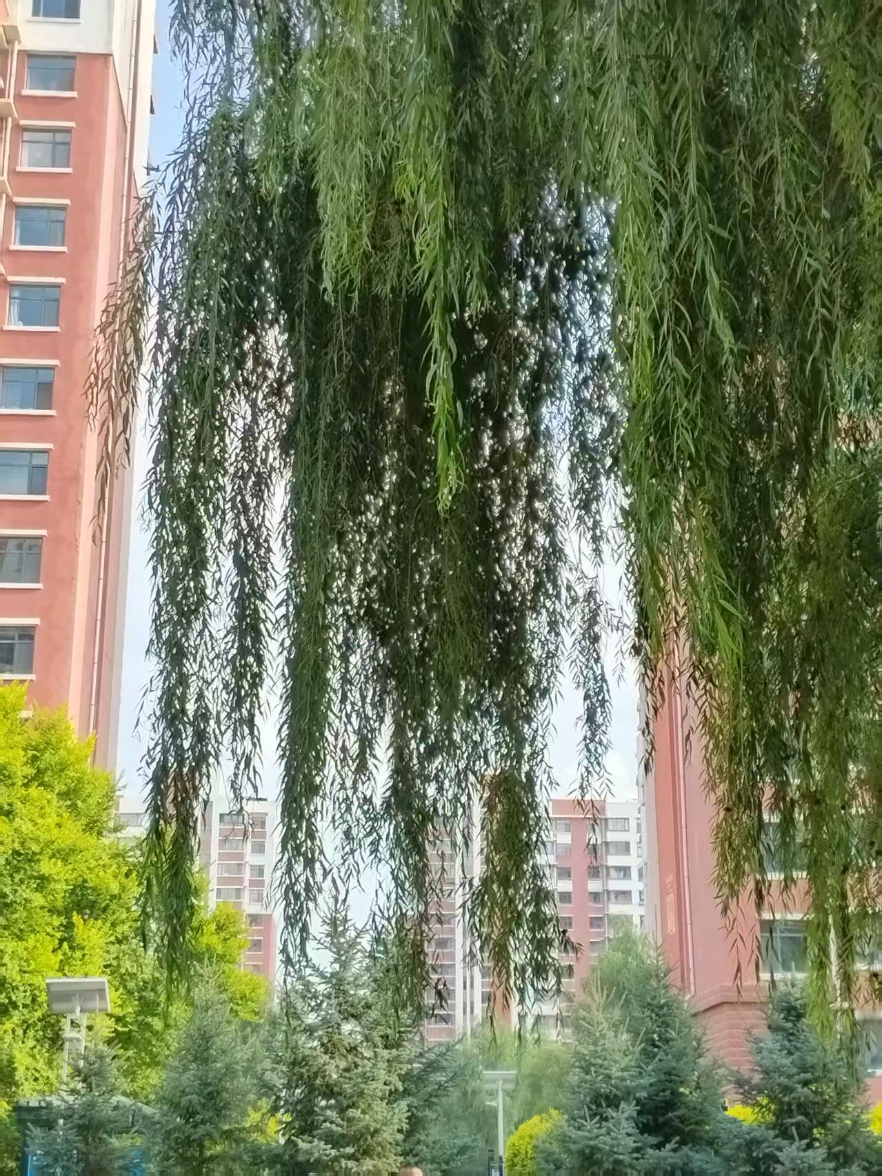新时代家园的垂柳

文：兰云峰  编辑：司徒
 

穿越锡林郭勒盟乌拉盖草原、赤