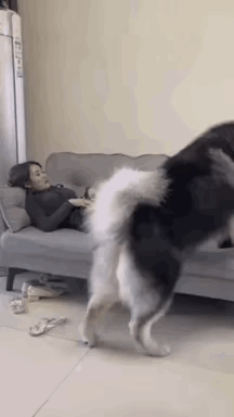 这女的个子这么小竟然敢养这么大的狗，不害怕吗？女不养狗没听说过嘛养宠物女生 美女