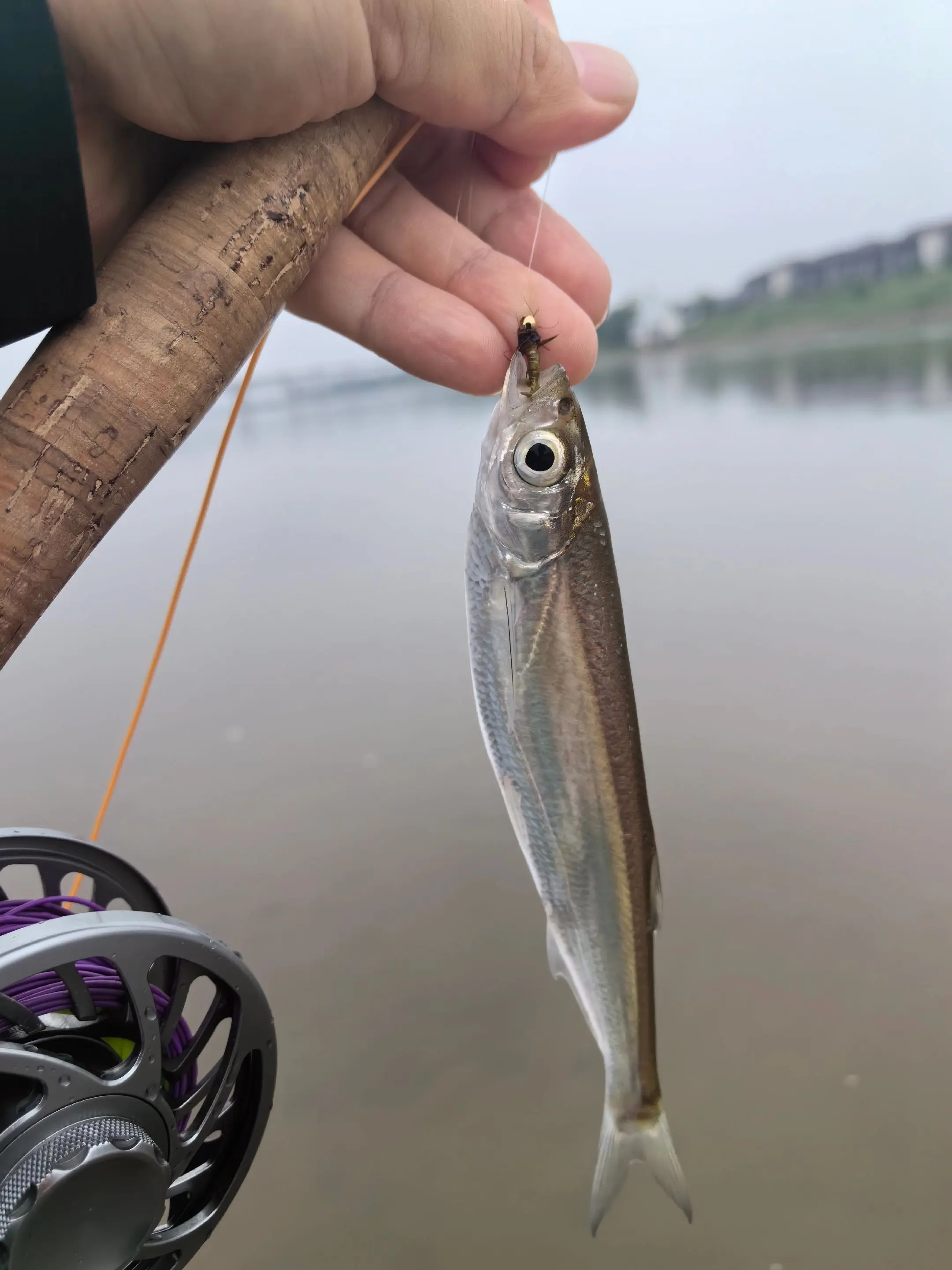 飞钓的魅力。武力八哥