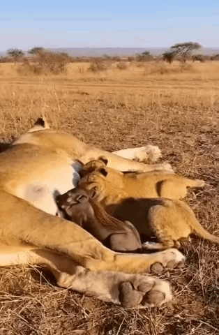 这应该是大草原上最危险的行为了！