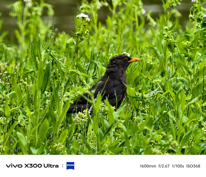 谁说拍鸟必须扛大炮？看看vivo X300 Ultra + 400mm蔡司增距镜