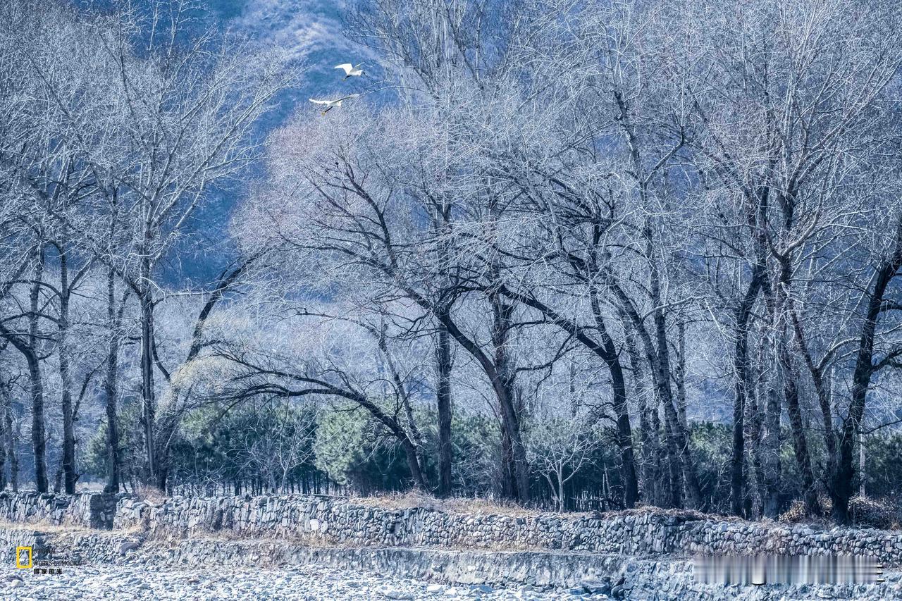 《寒林飞鸟》
寒林千树瘦，
乱石满汀洲。
忽见禽飞影，
悠然过壑丘。

原创作品