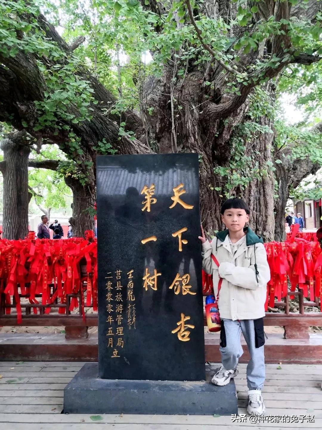 你知道哪里的银杏树年代最久远吗?
日照莒县天下第一银杏树，4000多年了，可惜去