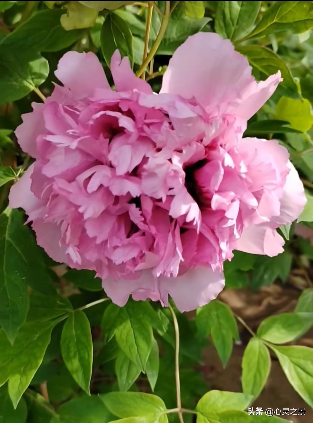 浅粉牡丹团团盛放，层层褶皱花瓣蓬松如云，花心晕开浓粉暗纹，深浅交织格外雅致。透亮