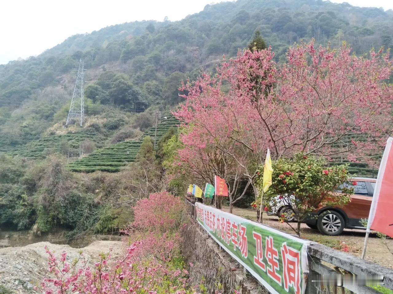 我踏上了韶关乐昌九峰镇这片土地，瞬间就被眼前漫山遍野的花海征服了。瞧那一朵朵粉嫩