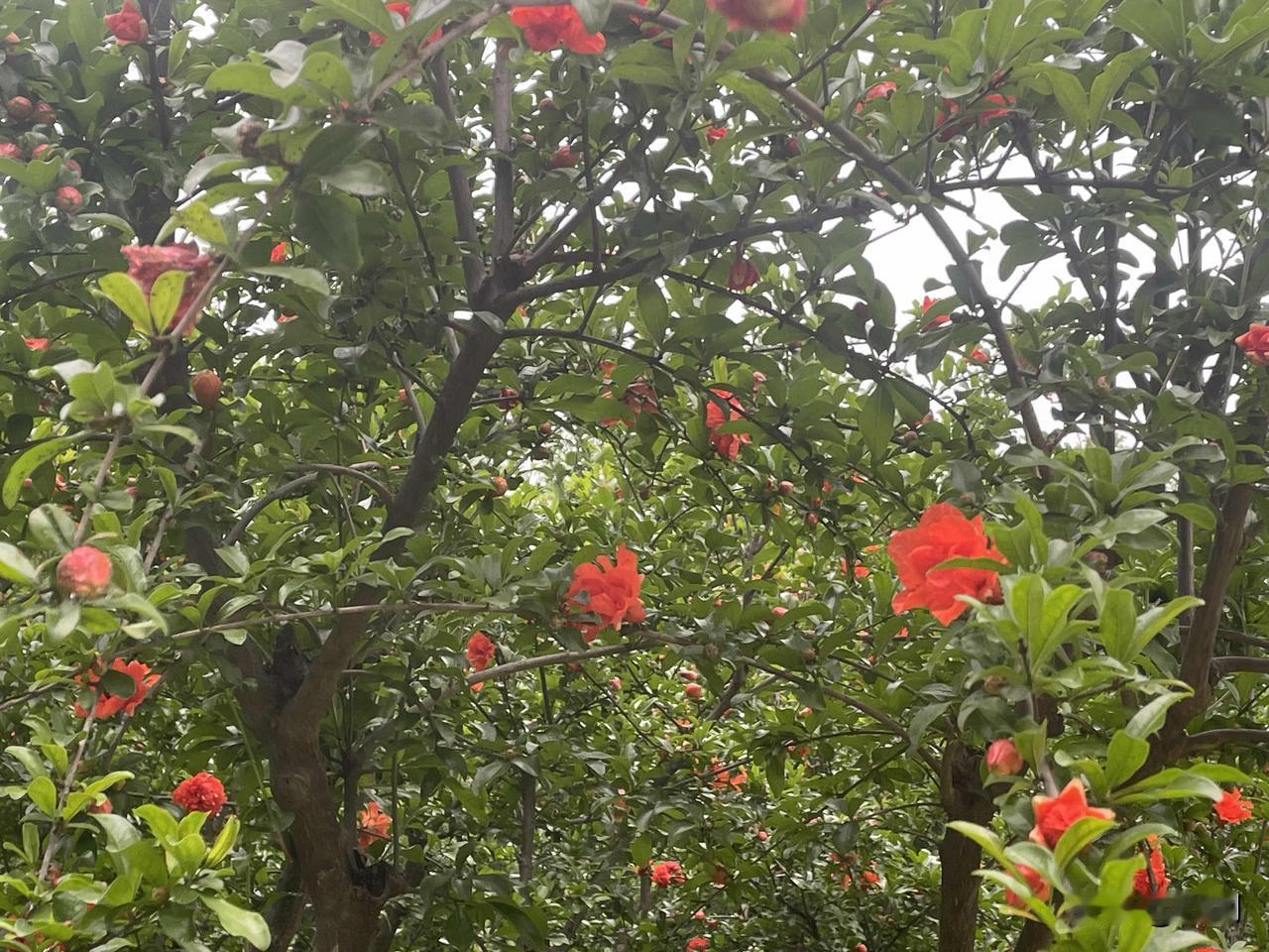 【鹧鸪天•小院蔷薇墙外攀】
小院蔷薇墙外攀，柴门半掩度清闲。
梧桐老树熏风揽，燕
