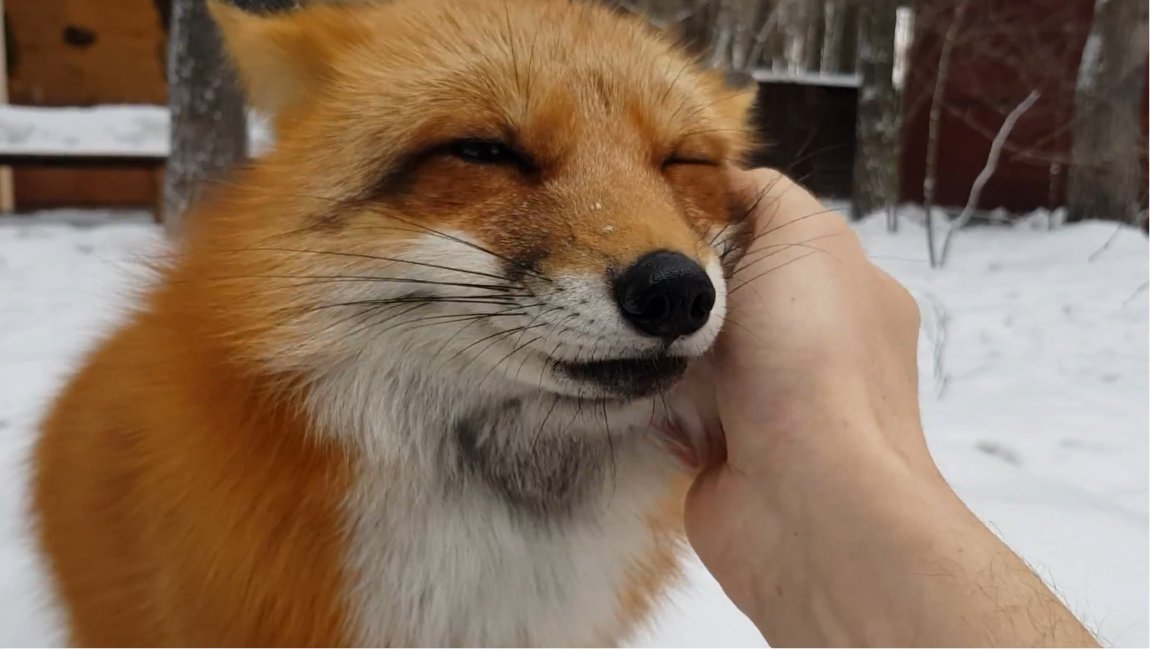 狐狸[超话] Alice the foxvia：ymmugiwik ​​​
