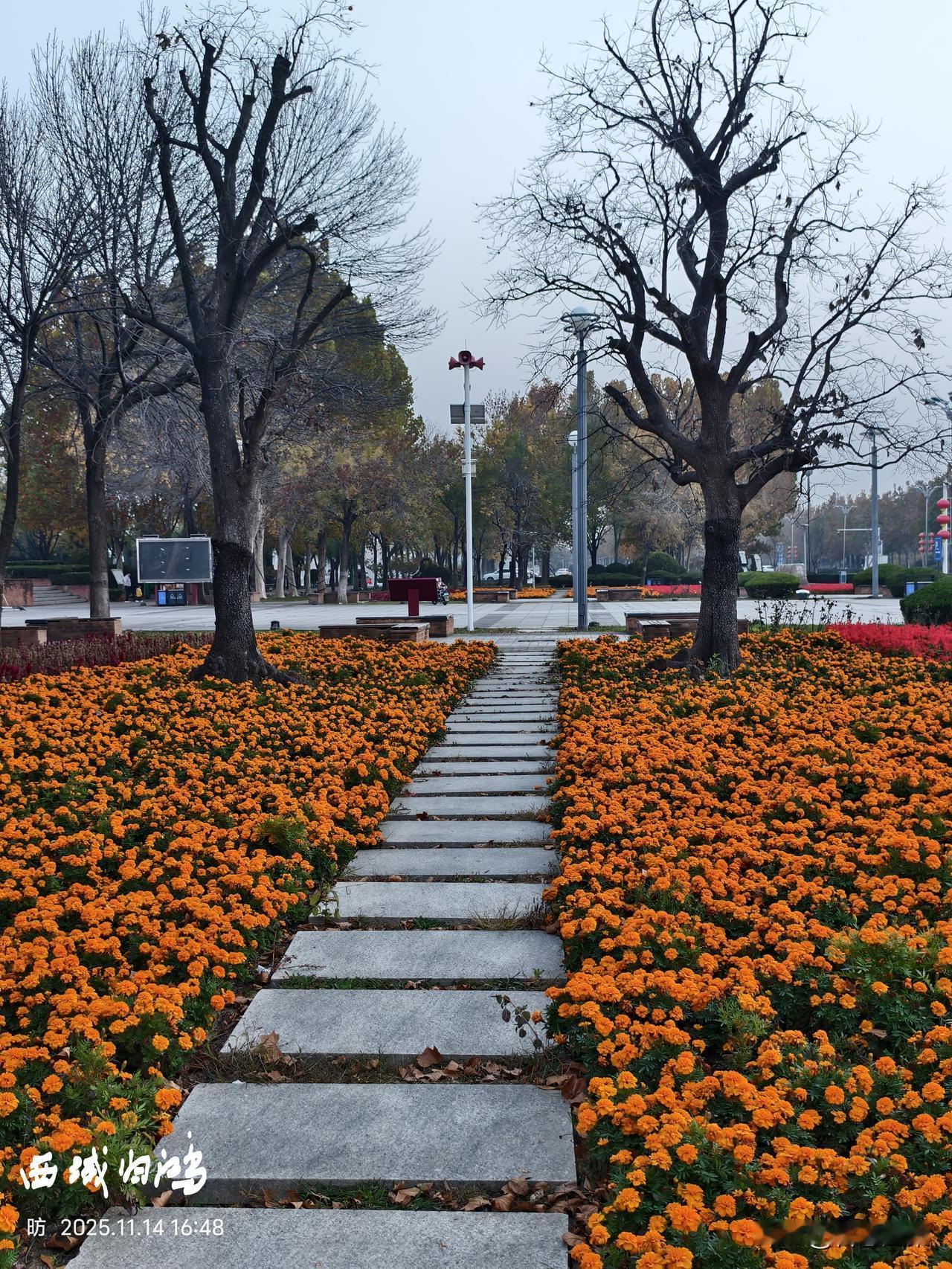 可以分享一张秋景树叶的照片吗菊花正艳叶已黄，白首单车归家忙。