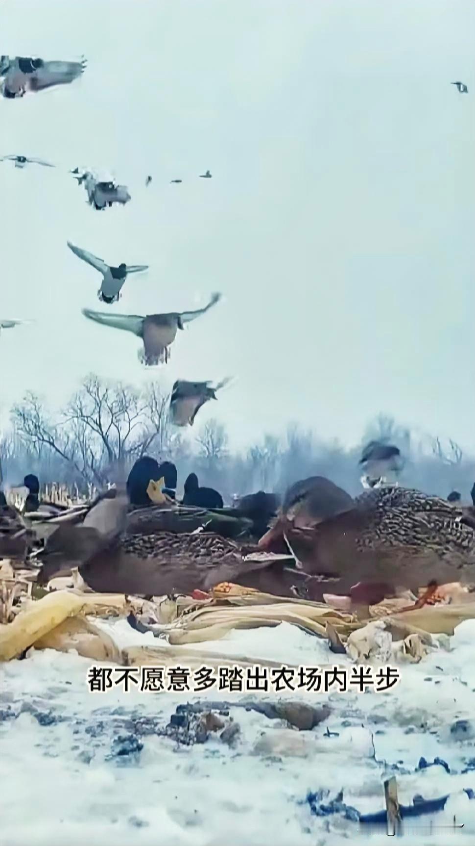在某地的冰面上，上演了一幕揪人心弦的场景，上千只野鸭被困其中，那画面震撼又让人痛