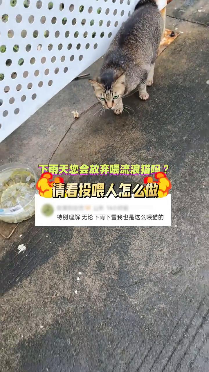 下雨天您会放弃喂流浪猫吗？请看投喂人怎么做。
特别理解无论下雨下雪我也是这么喂猫