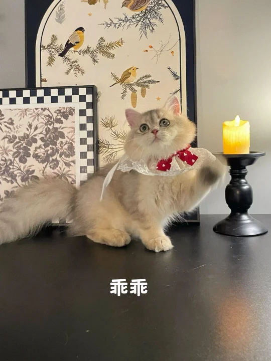 【现猫】宠物级合集小猫蹲新家
